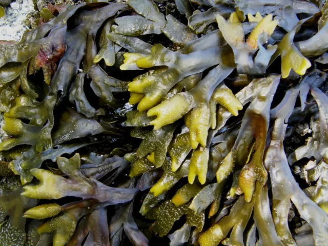 Healthy foods like kelp are rich in iodine, selenium, zinc, and iron supporting thyroid health