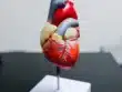 Heart symbol representing the role of cholesterol beyond heart health